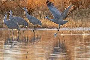 Splash: USA, New Mexico, Bernardo Wildlife Management Area