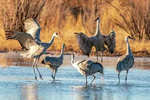 Dancing: USA, New Mexico, Bernardo Wildlife Management Area