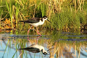 Stilt: USA, New Mexico. Black-necked stilt reflects in