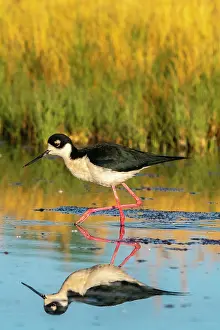 Stilt: USA, New Mexico. Black-necked stilt reflects in