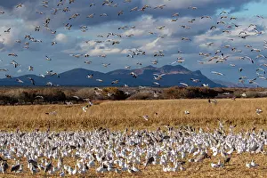 Migration: USA, New Mexico. Bosque Del Apache National Wildlife
