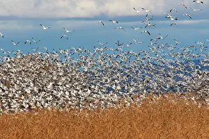 Migration: USA, New Mexico. Bosque Del Apache National Wildlife