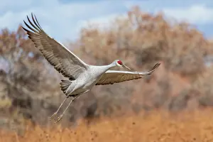 Crane: USA, New Mexico. Bosque Del Apache National Wildlife