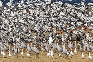 Migration: USA, New Mexico. Bosque Del Apache National Wildlife