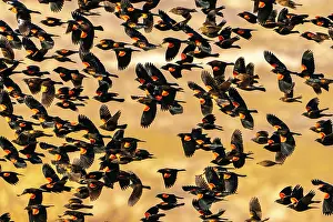 Gordon: USA, New Mexico, Bosque Del Apache National Wildlife