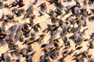 Gordon: USA, New Mexico, Bosque Del Apache National Wildlife