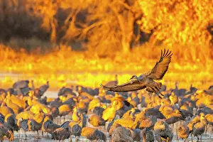 Crane: USA, New Mexico, Bosque Del Apache National Wildlife