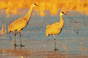 Crane: USA, New Mexico, Bosque Del Apache National Wildlife