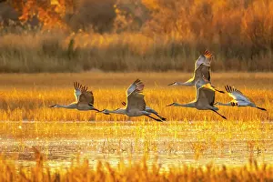 Backlight: USA, New Mexico, Bosque Del Apache National Wildlife