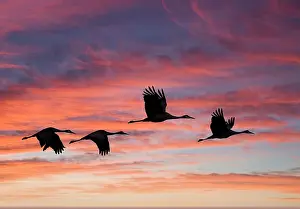 Crane: USA, New Mexico. Bosque Del Apache National Wildlife