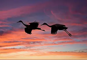 Crane: USA, New Mexico. Bosque Del Apache National Wildlife