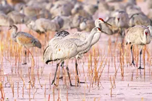 Crane: USA, New Mexico, Bosque Del Apache National Wildlife