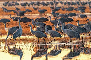 Crane: USA, New Mexico, Bosque Del Apache National Wildlife
