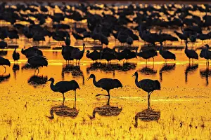 Crane: USA, New Mexico, Bosque Del Apache National Wildlife