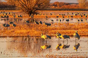 Crane: USA, New Mexico, Bosque Del Apache National Wildlife