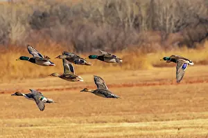Mallard: USA, New Mexico, Bosque del Apache National Wildlife