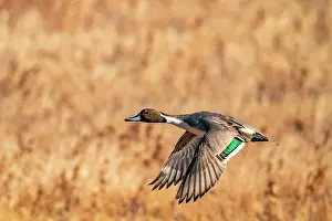 Gordon: USA, New Mexico, Bosque del Apache National Wildlife