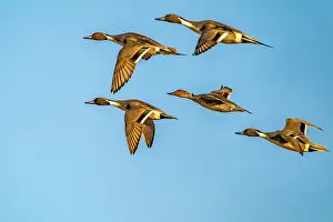 Gordon: USA, New Mexico, Bosque del Apache National Wildlife