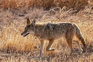 New Mexico: USA, New Mexico, Bosque Del Apache National Wildlife Refuge