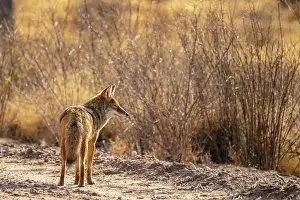 New Mexico: USA, New Mexico, Bosque Del Apache National Wildlife Refuge