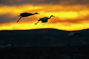 New Mexico: USA, New Mexico, Bosque Del Apache National Wildlife Refuge