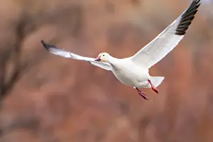 New Mexico: USA, New Mexico, Bosque Del Apache National Wildlife Refuge