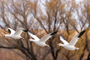 New Mexico: USA, New Mexico, Bosque Del Apache National Wildlife Refuge