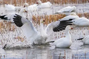 New Mexico: USA, New Mexico, Bosque Del Apache National Wildlife Refuge