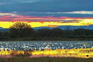 New Mexico: USA, New Mexico, Bosque Del Apache National Wildlife Refuge