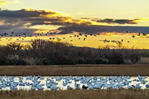 New Mexico: USA, New Mexico, Bosque Del Apache National Wildlife Refuge
