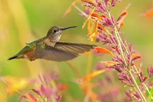 Hummingbird: USA, New Mexico. Broad-tailed hummingbird feeding on flower
