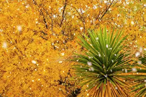 Snowfall: USA, New Mexico. Falling snow and autumn leaves on tree and
