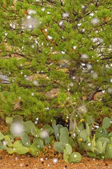 Pine: USA, New Mexico. Falling snow on pine tree and cacti. ic Cat