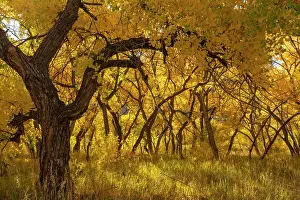 New Mexico: USA, New Mexico, Jemez National Recreation Area. Cottonwood