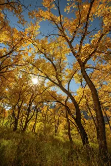 New Mexico: USA, New Mexico, Jemez National Recreation Area. Sun star