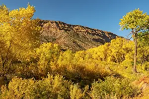 New Mexico: USA, New Mexico, Jemez National Recreation Area. Cottonwood