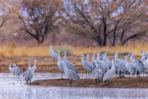 New Mexico: USA, New Mexico, Ladd S. Gordon Waterfowl Complex. Sandhill