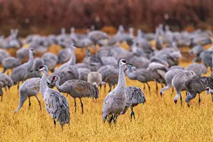 New Mexico: USA, New Mexico, Ladd S. Gordon Waterfowl Complex. Sandhill