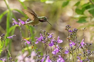 Hummingbird: USA, New Mexico. Male calliope hummingbird in flight. ic Cat