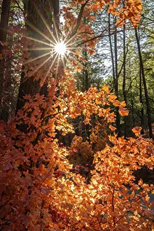 Maple: USA, New Mexico, Manzano Mountains. Sunburst on autumn maple