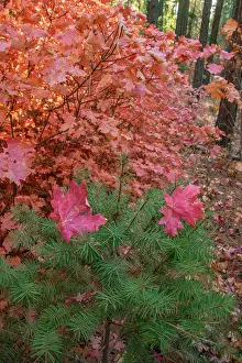 Maple: USA, New Mexico, Manzano Mountains. Autumn maple and pine