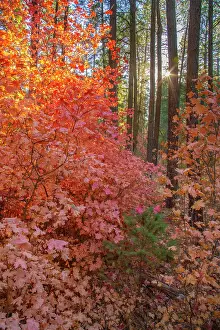 Maple: USA, New Mexico, Manzano Mountains. Sunlight on autumn maple