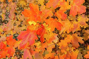 Maple: USA, New Mexico, Manzano Mountains. Autumn foliage on maple