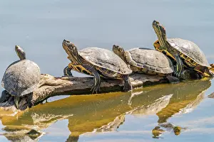 Turtle: USA, New Mexico, Rio Grande Nature Center State