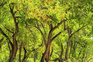 Gordon: USA, New Mexico, Rio Rancho Bosque. Cottonwood trees