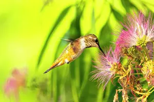 Hummingbird: USA, New Mexico. Rufous hummingbird feeding on flower