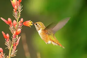 Hummingbird: USA, New Mexico. Rufous hummingbird feeding on flower