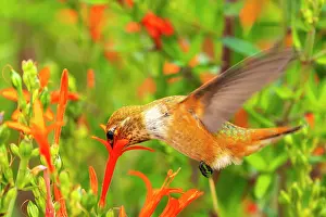 Hummingbird: USA, New Mexico. Rufous hummingbird feeding on flower
