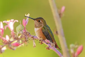 Hummingbird: USA, New Mexico. Rufous hummingbird on limb. ic Cathy & Gord