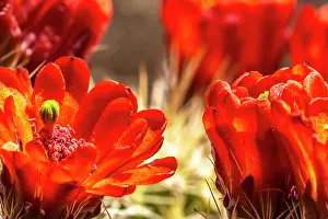 Gordon: USA, New Mexico, Sandia Mountains. Claret-cup cactus